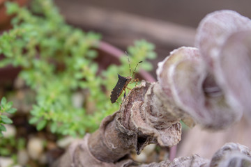 Insect on a small plant of a greenhouse