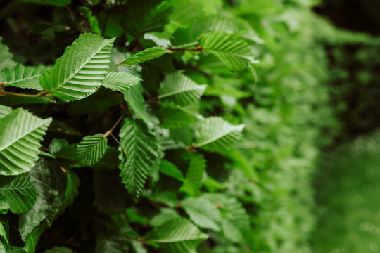 Close up of chestnut leaves