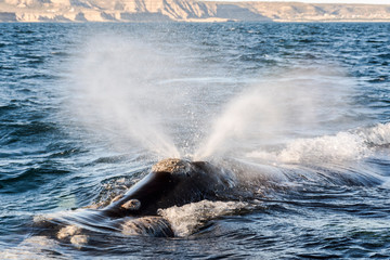 Naklejka premium Close up view of Southern Right Whale emerging from the sea and splashing water in Peninsula Valdes, Patagonia, Argentina