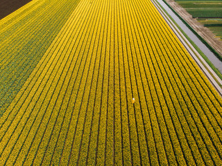 Young woman in yellow tulip field