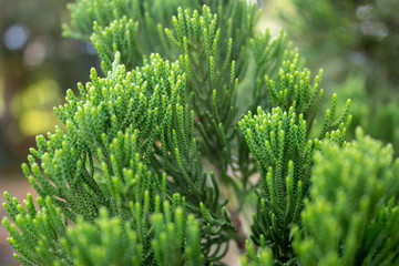 Closeup on a pine tree branch, showing the fresh tips of the leaves