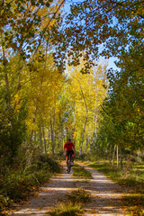 Fototapeta premium Ciclista por el bosque en otoño