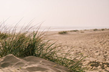 Beach scene with grasses in a sand dune