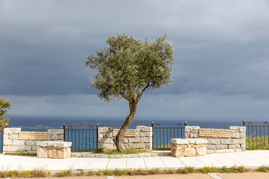 Fototapeta Olive tree lit by the sun with the sea and the dark sky in the background