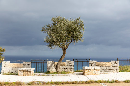 Olive Tree Lit By The Sun With The Sea And The Dark Sky In The Background