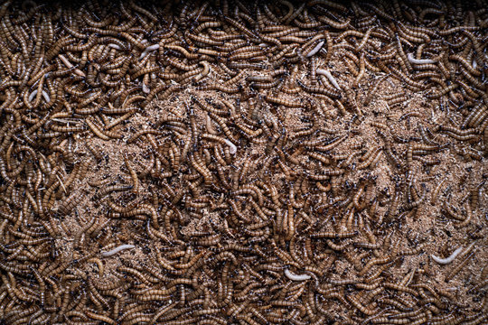 Close-up of bugs in the big basin. Bird food