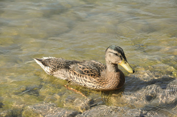 duck in the water