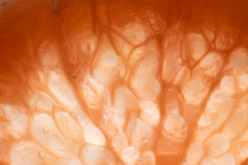 Ombre slice of citrus that shows cells and bubbles inside.