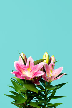 lilium