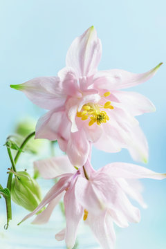 Two columbines in flower close up