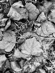 leaves in frost