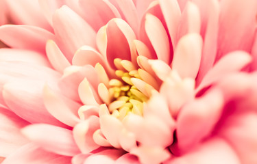 Obraz na płótnie Canvas Abstract floral background, pink chrysanthemum flower. Macro flowers backdrop for holiday brand design
