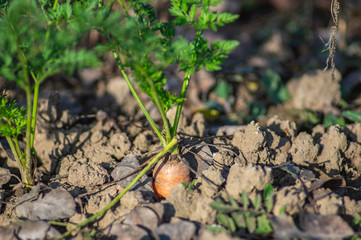 Close-up of carrots in the garden