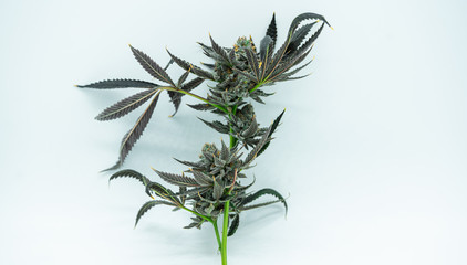Green Marijuana Plant With Leaves
