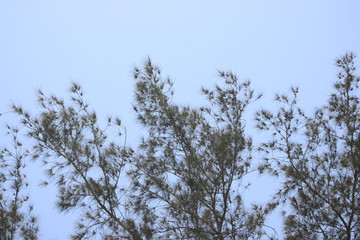tree in winter