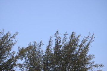 trees and sky