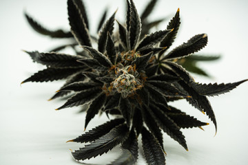Naklejka na ściany i meble Purple Cannabis Corona with Leaves