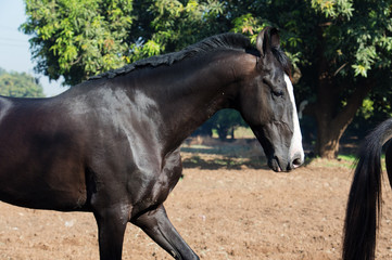 running marwari black stallion at freedom.  Gujarat, India