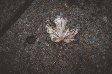 A leaf fading in the ground