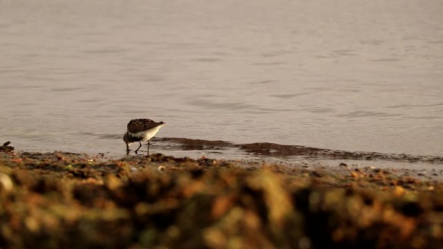 A beach bird eats some insects in the water. Filmed in Iceland during the summer.