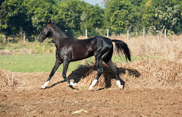 Fototapeta na wymiar running marwari black stallion at freedom. Gujarat, India