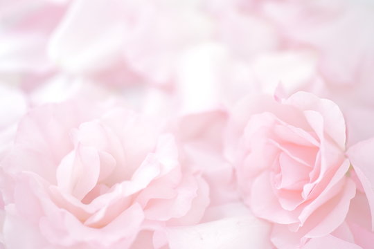 Flower, Petal, Rose