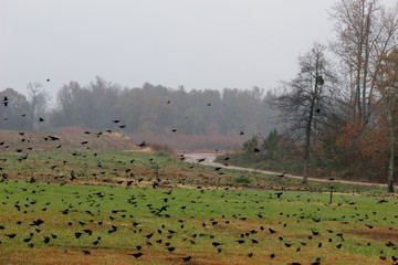 Blackbird Invasion