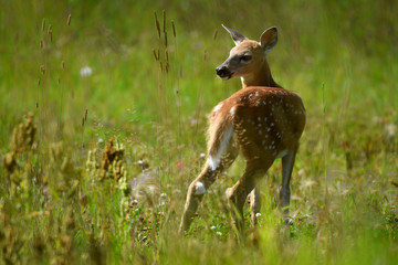 A White-tailed Deer Fawn Stood in a Flowering Orchard