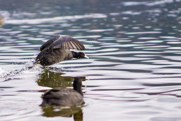 Eurasian (or common) coot eating and hunting under the water booty up