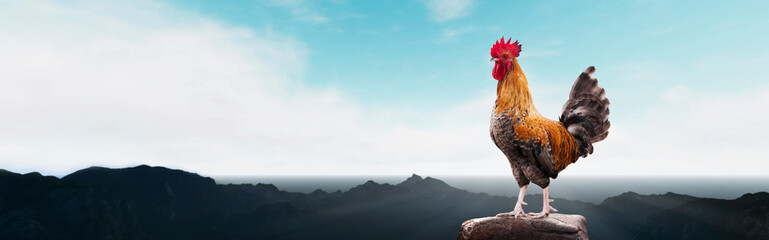 panoramic - brown rooster on the mountain © Jess rodriguez