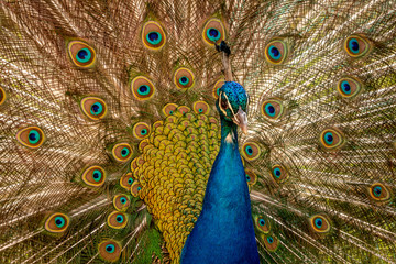 Obraz premium peacock with feathers