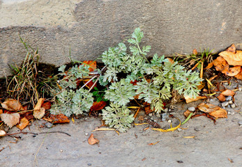 Close-up of green weeds on a stone stairway