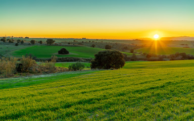 Fototapeta premium sunset over green field and bushes