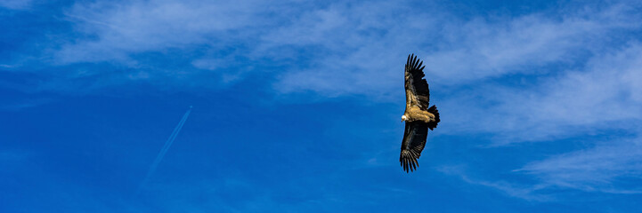 Griffon vulture taken from above while flying in the Verdon Gorges in France. Hunter looking for sacrifice. Wide banner.