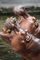 A pair of hippopotamus's singing