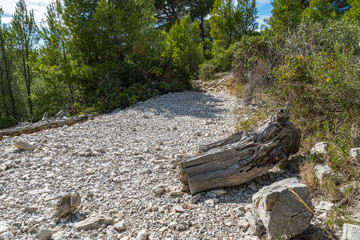 Stub of pine tree on footpath in the Calanques de Marseille National Park