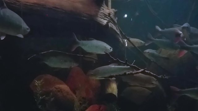 Cardume de peixes de &aacute;gua doce