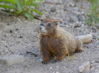 YELLOW-BELLIED MARMOT ON ROCKS STOCK IMAGE