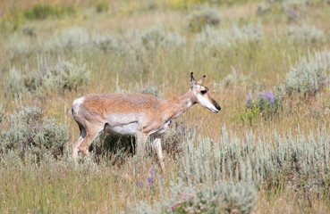 PRONGHORN ANTELOPE IN SAGEBRUSH MEADOW STOCK IMAGE
