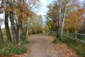 Naklejka premium Park in autumn with trees in fall colors