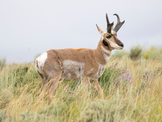PRONGHORN ANTELOPE IN SAGEBRUSH MEADOW STOCK IMAGE