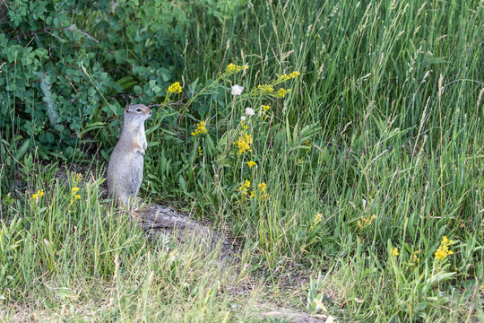 UINTA GROUND SQUIRREL IN GRASS STOCK IMAGE
