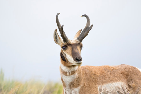 PRONGHORN ANTELOPE IN SAGEBRUSH MEADOW STOCK IMAGE