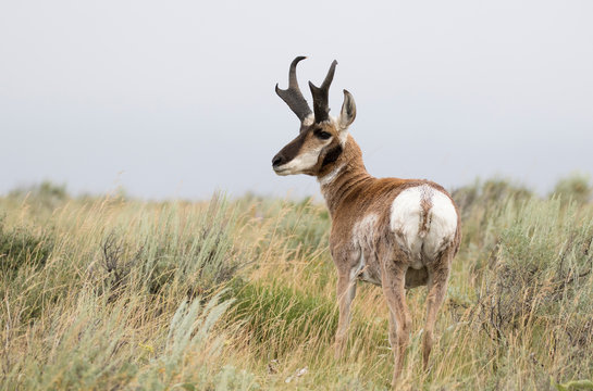 PRONGHORN ANTELOPE IN SAGEBRUSH MEADOW STOCK IMAGE