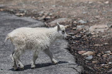Mountain goat baby 