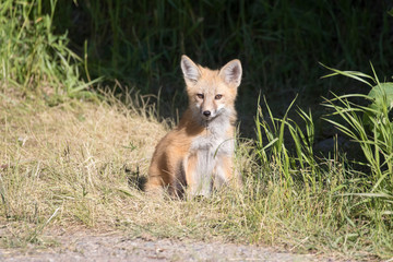 RED FOX KIT ON GREEN GRASS STOCK IMAGE