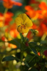 Yellow pansy