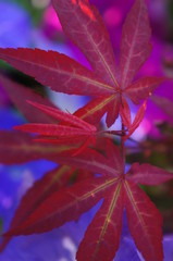 Red leaf close up