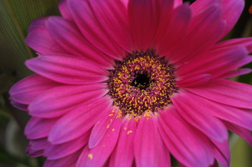 Pink Gerbera 