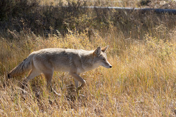 BACKLITE COYOTE IN MEADOW STOCK IMAGE